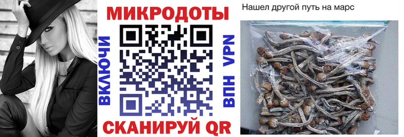 Псилоцибиновые грибы Cubensis  Курчалой 